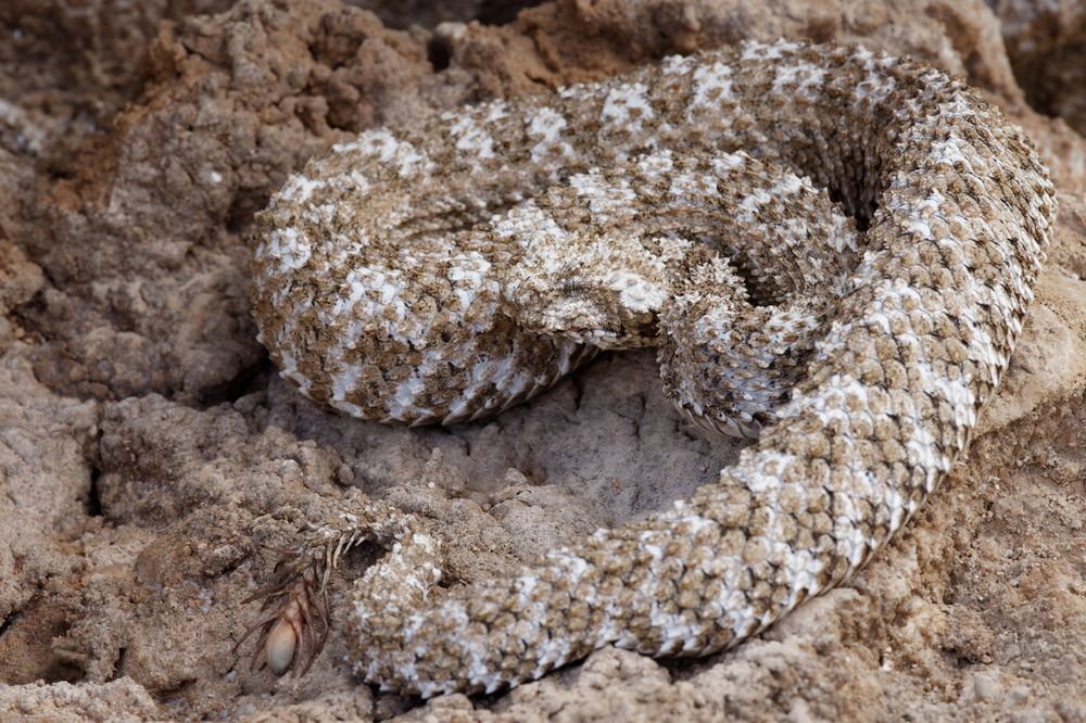 Vipère à queue d'araignée - Pseudocerastes urarachnoides, Iran