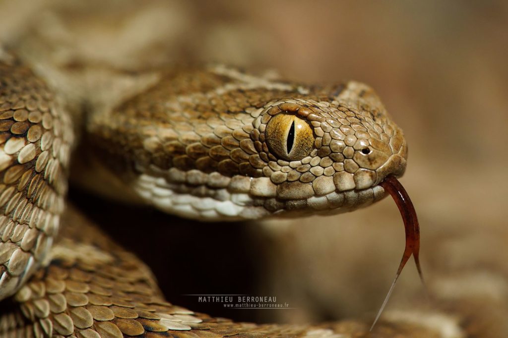 Echis carinatus, Matthieu Berroneau, Iran, Indian saw-scaled viper