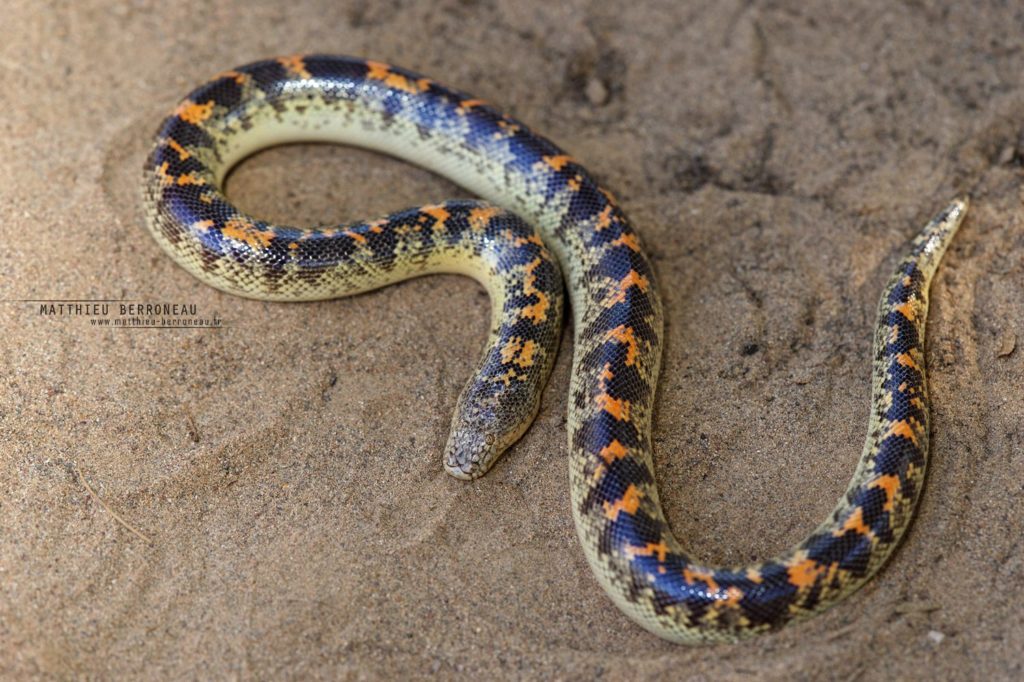 boa des sables d'Arabie, Arabian sand boa, Eryx jayakari, Iran, Matthieu Berroneau