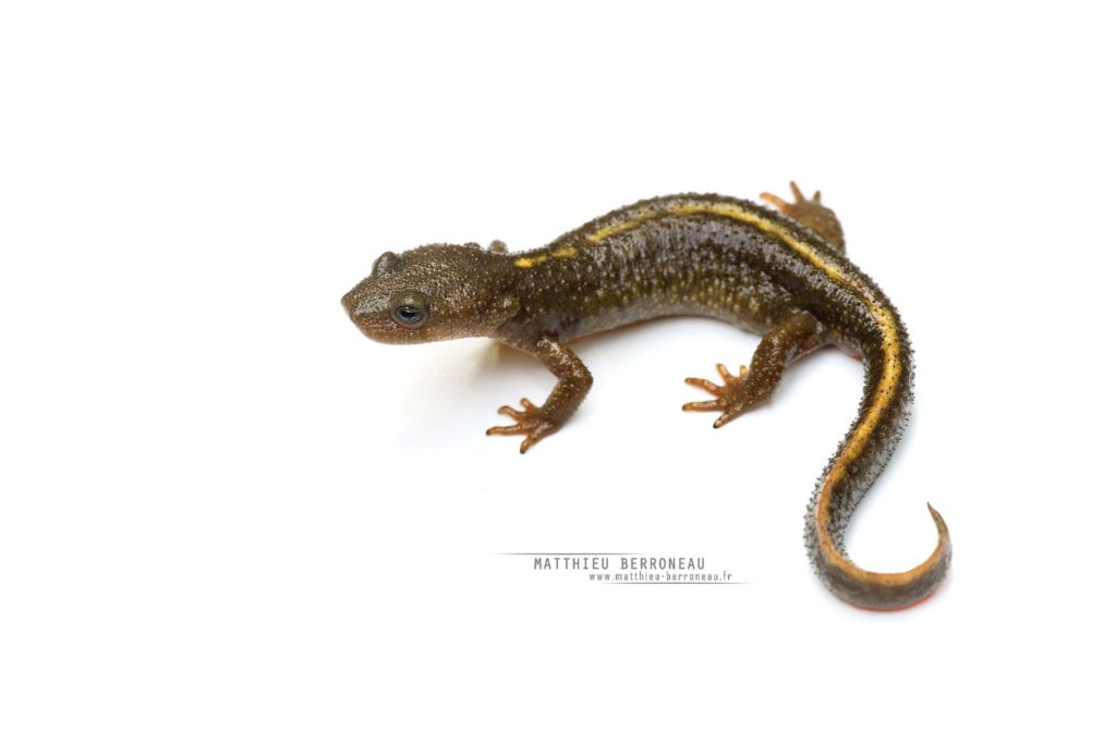 Calotriton des Pyrénées, fond blanc, calotriton asper, Pyrenean Brook Newt, white background