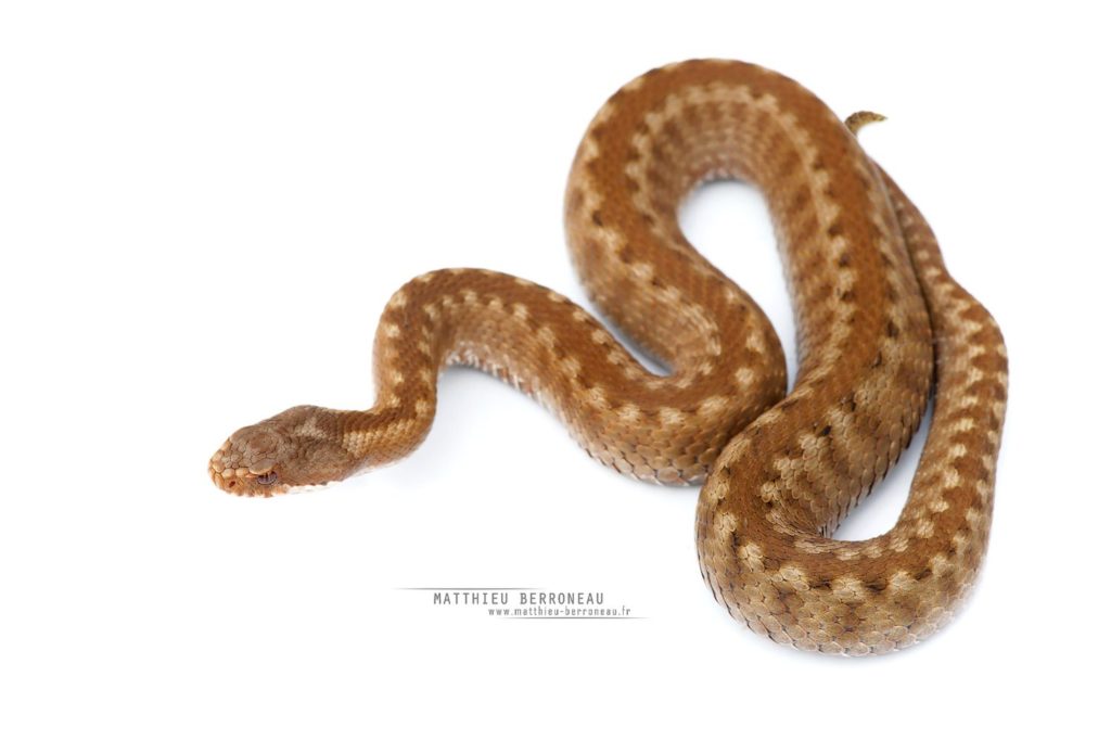 Vipère de Seoane, fond blanc, Vipera seoanei, Seoane's viper, white background