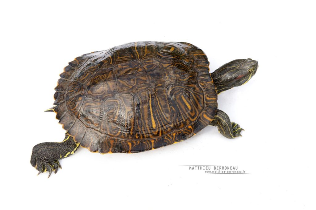 Trachémyde écrite, Tortue de Floride, fond blanc, Trachemys scripta, Red-eared slider, white background