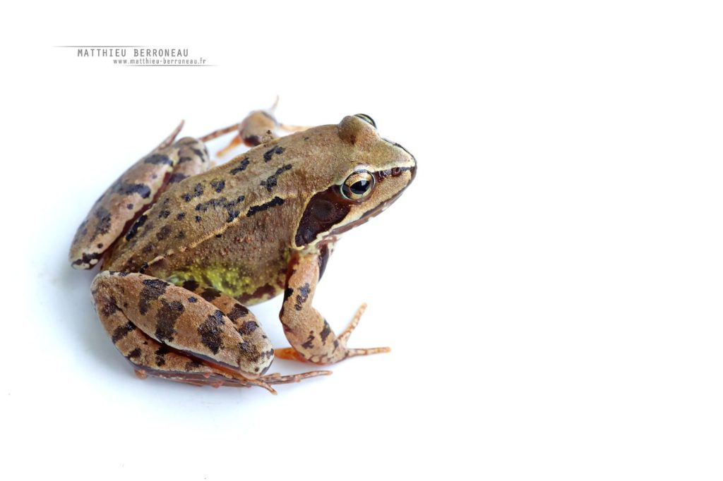 Grenouille rousse, fond blanc, Rana temporaria, Common frog, white background