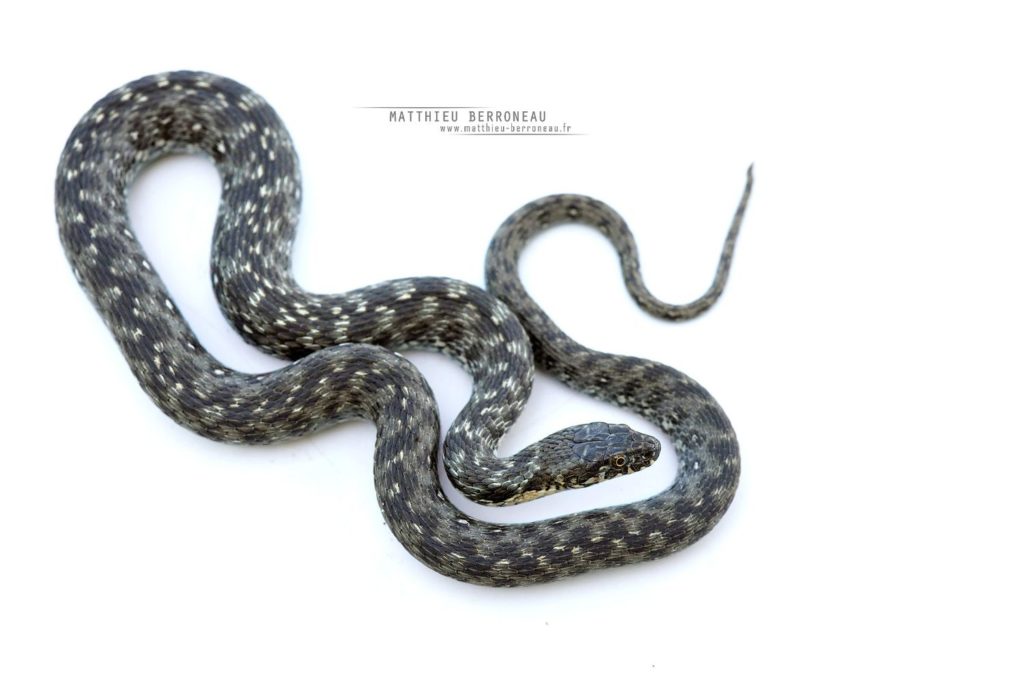 Couleuvre vipérine, fond blanc, Natrix maura, Viperine snake, white background