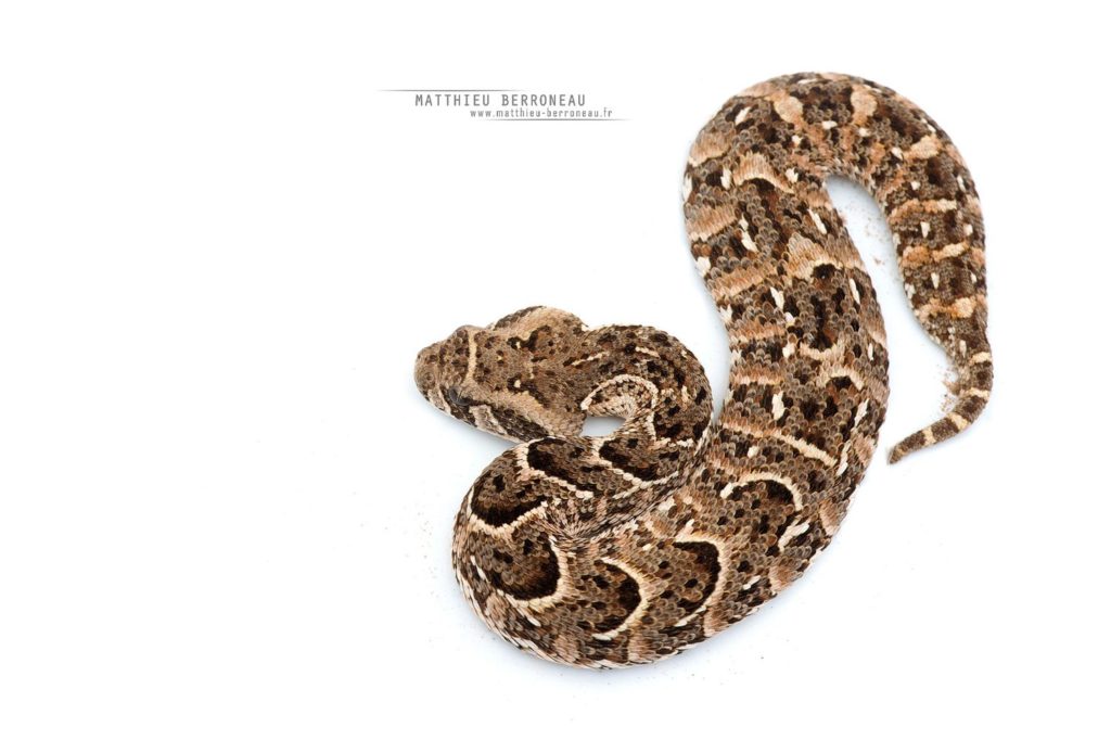 Vipère heurtante, fond blanc, Bitis arietans, Puff Adder, white background