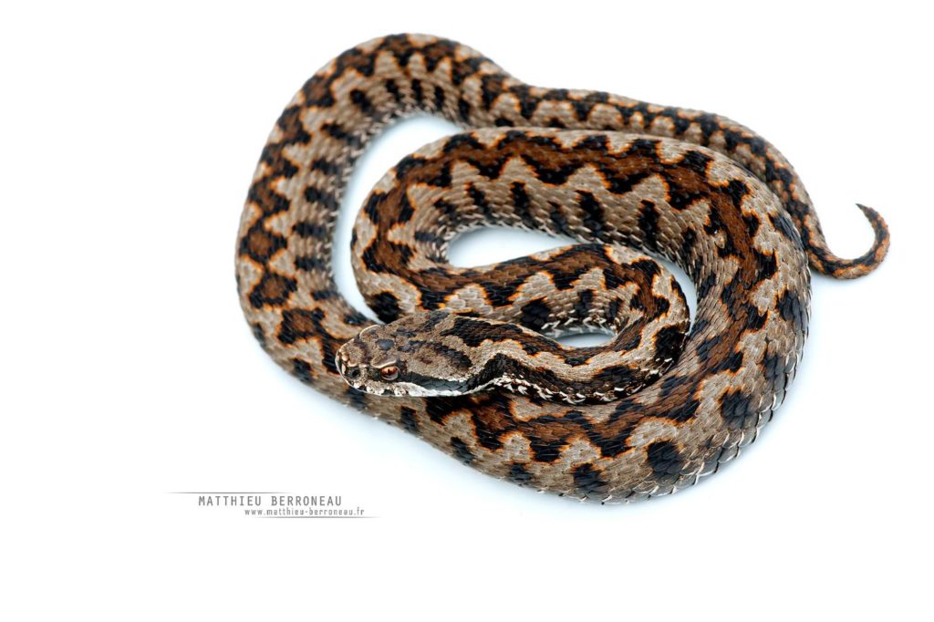 Vipère aspic, fond blanc, Vipera aspis, Asp viper, white background