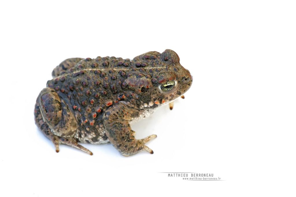 Crapaud calamite, fond blanc, Epidalea calamita, Natterjack toad, white background