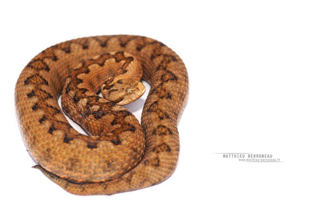 Vipère de Lataste, fond blanc, Vipera latastei, Lataste's viper, white background