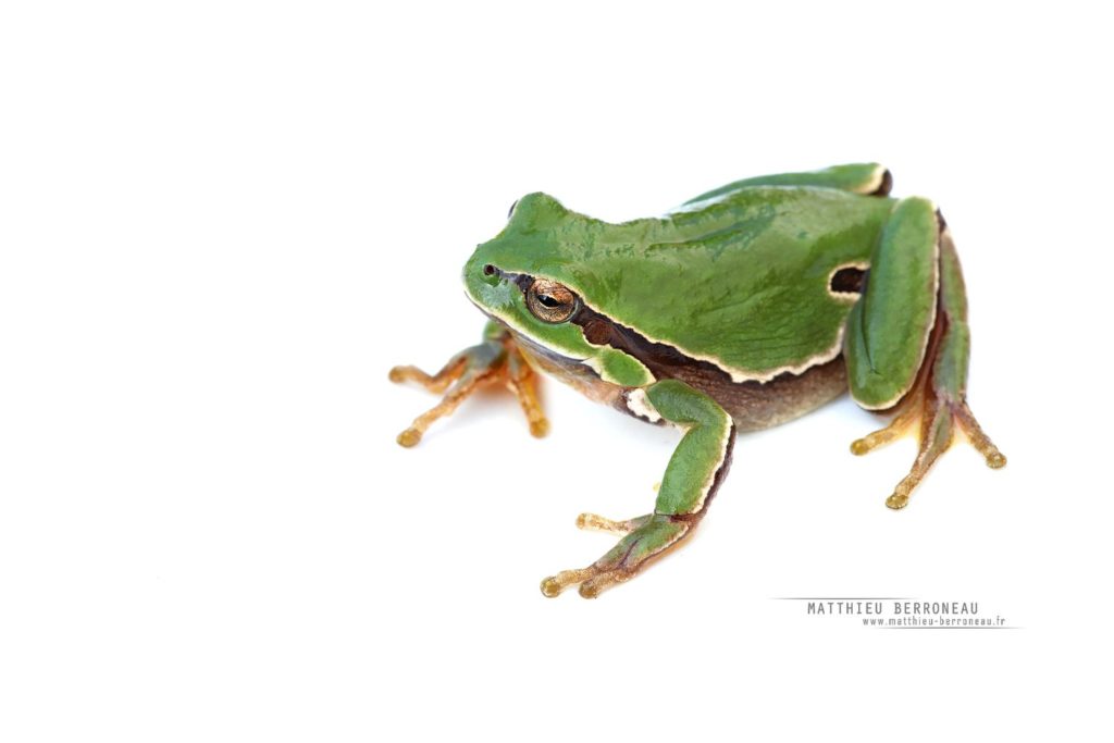 Rainette ibérique, fond blanc, Hyla molleri, Iberian Tree Frog, white background