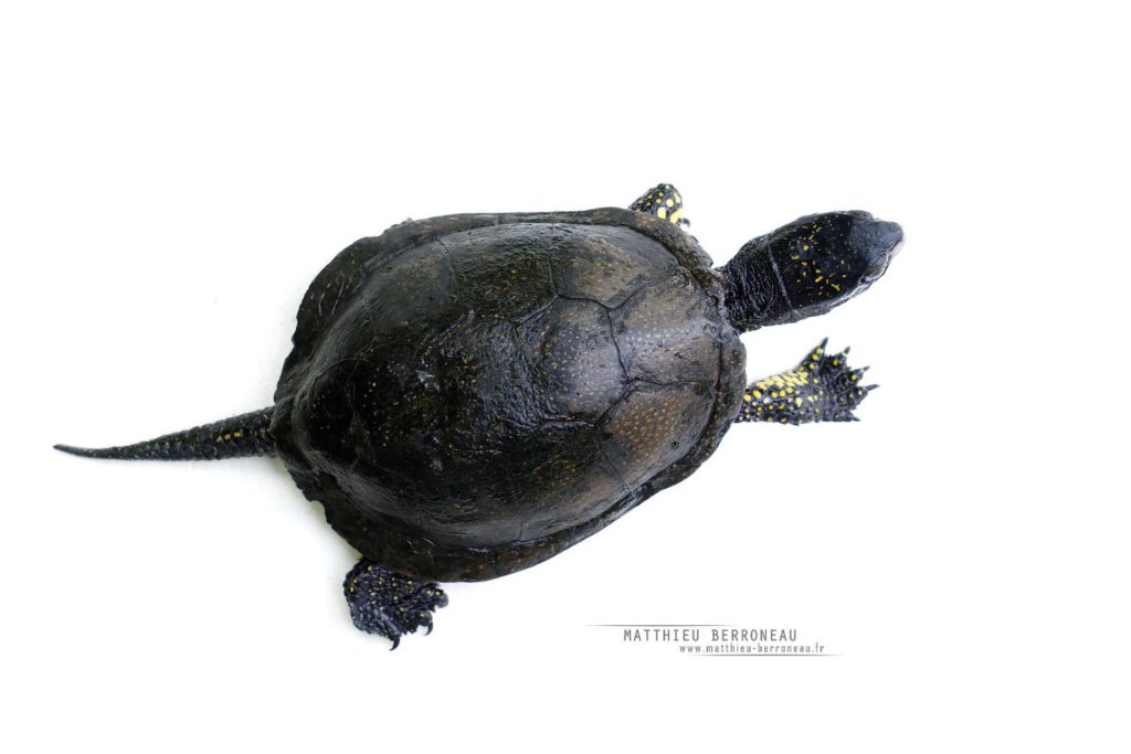 Cistude d'Europe, fond blanc, Emys orbicularis, European Pond Terrapin, white background