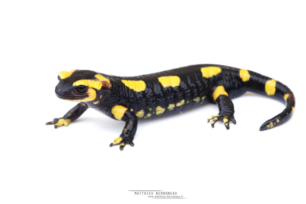 Salamandre tachetée, fond blanc, Salamandra salamandra, Fire Salamander, white background