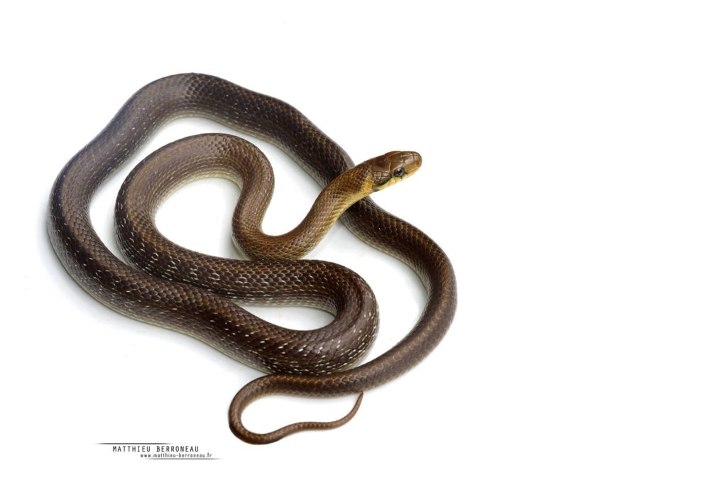 Couleuvre d'Esculape, fond blanc, Zamenis longissimus, Aesculapian snake, white background