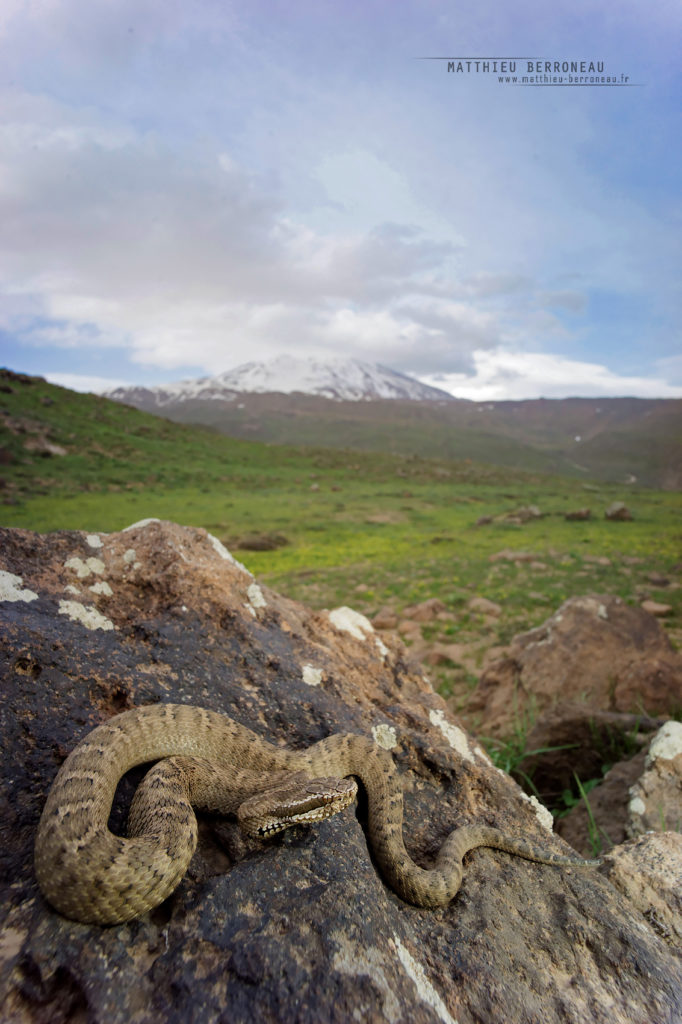 Gloydius, Iran, Reptiles, Serpents, Trips, Viperidae, Gloydius halys, Matthieu Berroneau, Caucasian Pit Viper