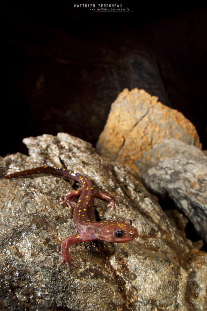 Paradactylodon persicus, Gorgan Cave Salamander, Iran, Matthieu Berroneau