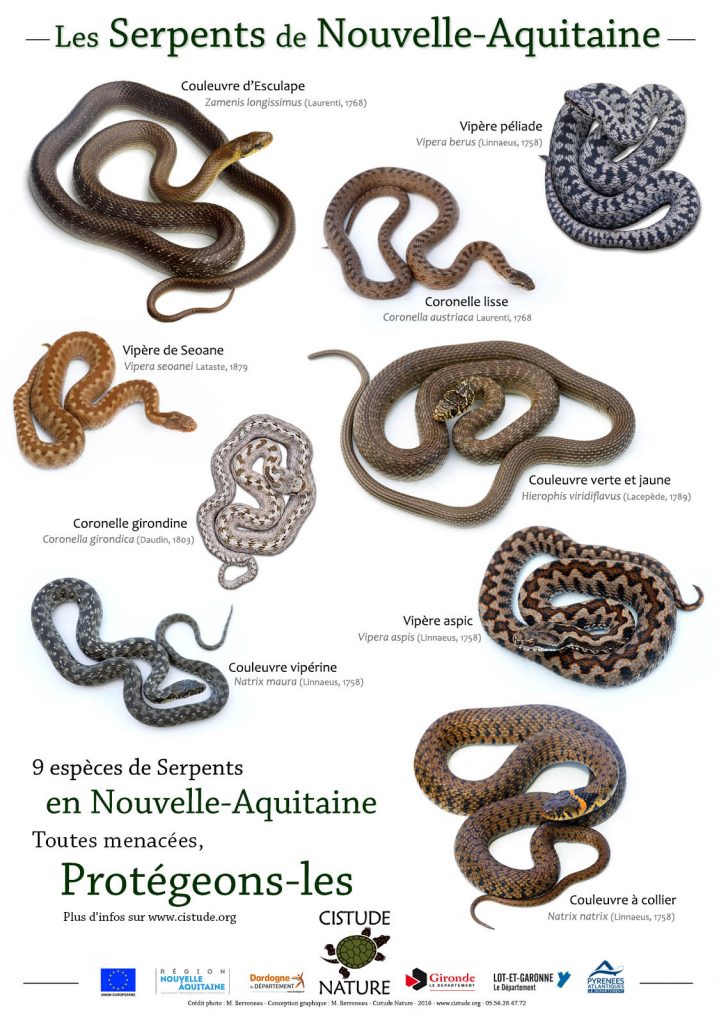 Poster Serpents Nouvelle-Aquitaine