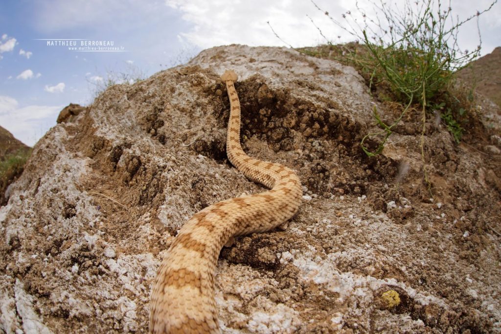 Iran, Pseudocerastes, Reptiles, Serpents, Trips, Viperidae, Pseudocerastes persicus, Matthieu Berroneau, Persian Horned Viper