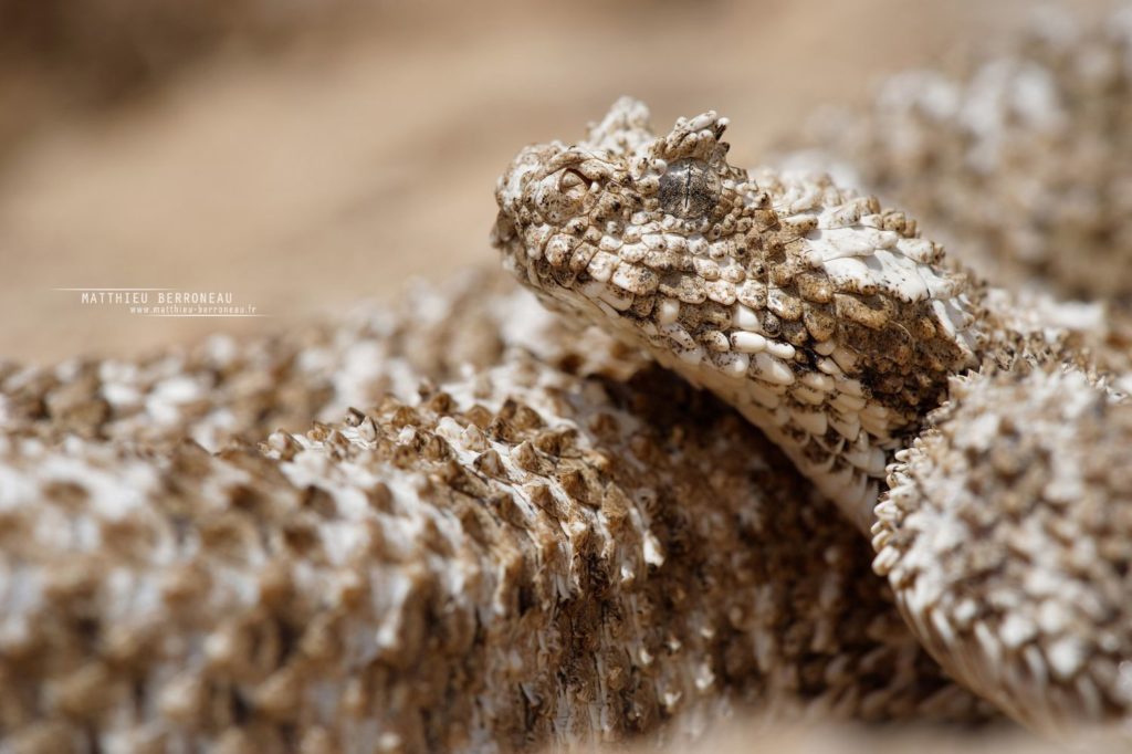 Pseudocerastes urarachnoides, Spider-tailed horned viper, Vipère à queue d'araignée, Iran, Matthieu Berroneau, head, tête