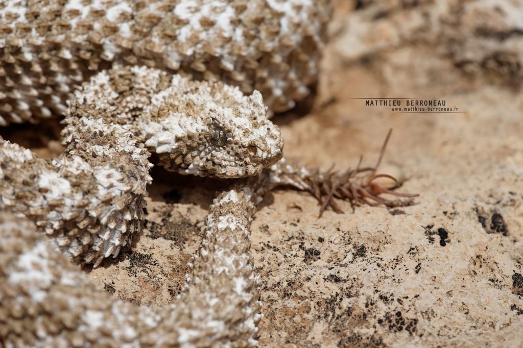 Pseudocerastes urarachnoides, Spider-tailed horned viper, Vipère à queue d'araignée, Iran, Matthieu Berroneau
