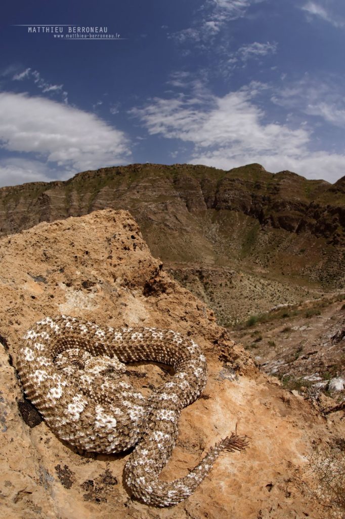 Pseudocerastes urarachnoides, Spider-tailed horned viper, Vipère à queue d'araignée, Iran, Matthieu Berroneau, habitat, milieu