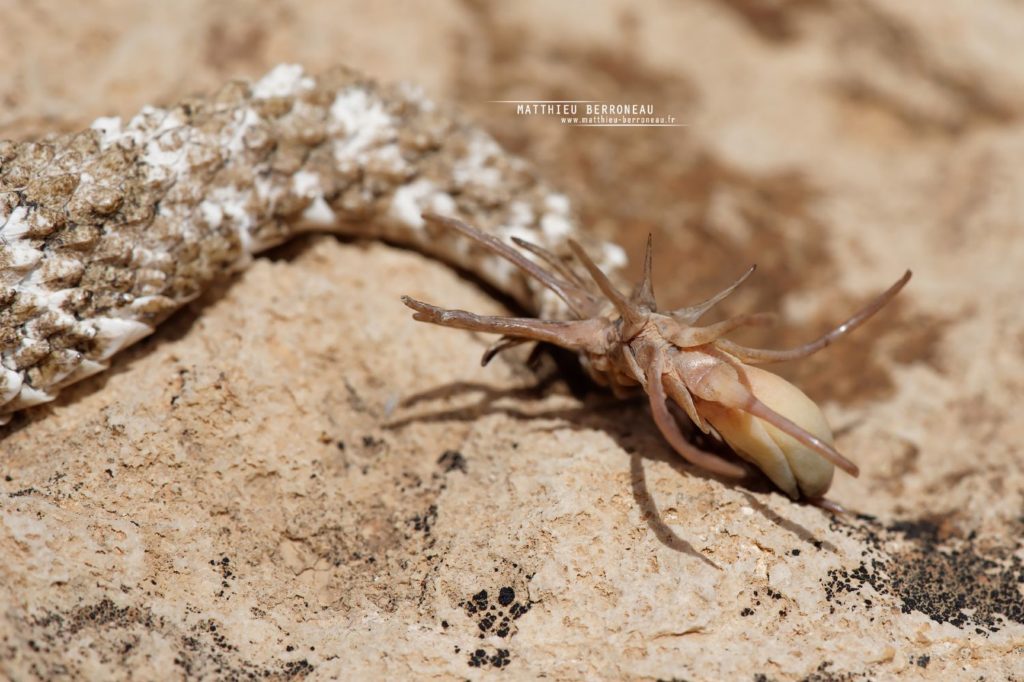 Pseudocerastes urarachnoides, Spider-tailed horned viper, Vipère à queue d'araignée, Iran, Matthieu Berroneau, queue, tail