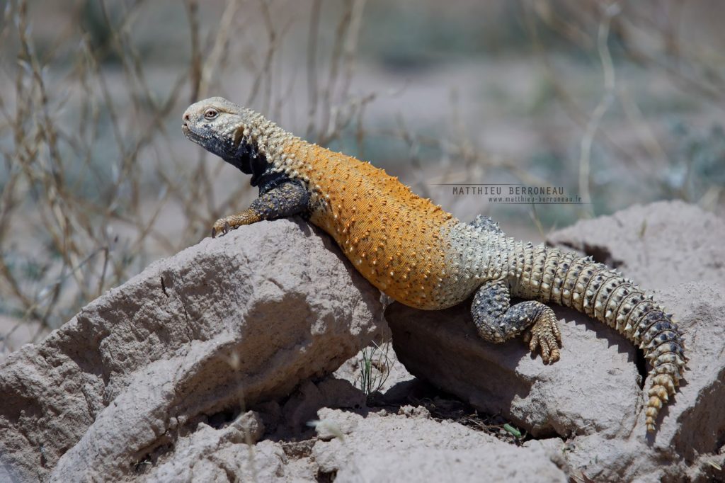  Saara loricata, Matthieu Berroneau, Iran, Uromastyx, Mesopotamian Spiny -tailed Lizard