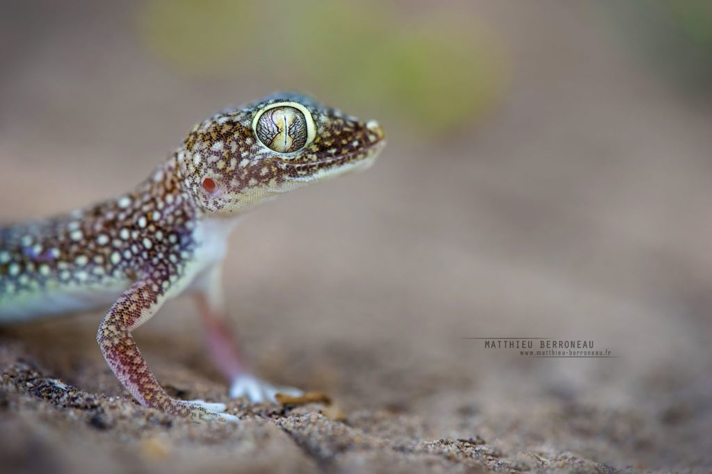 Stenodactylus doriae, Middle Eastern Short-fingered Gecko , Iran, Matthieu Berroneau
