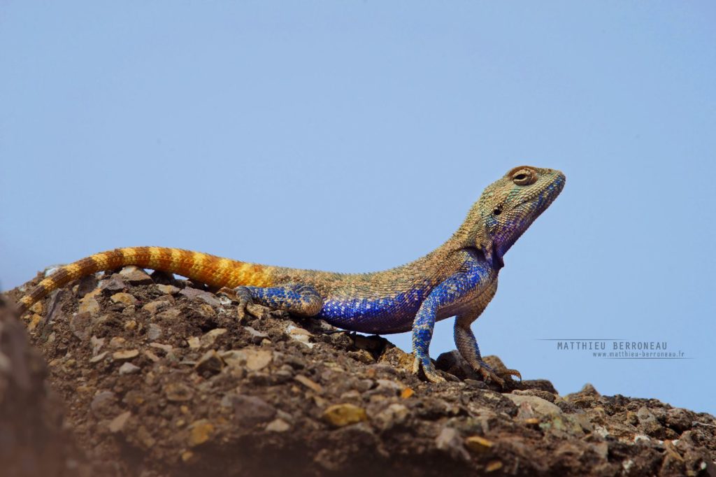 Trapelus agilis, Brilliant Ground Agama, Iran, Matthieu Berroneau