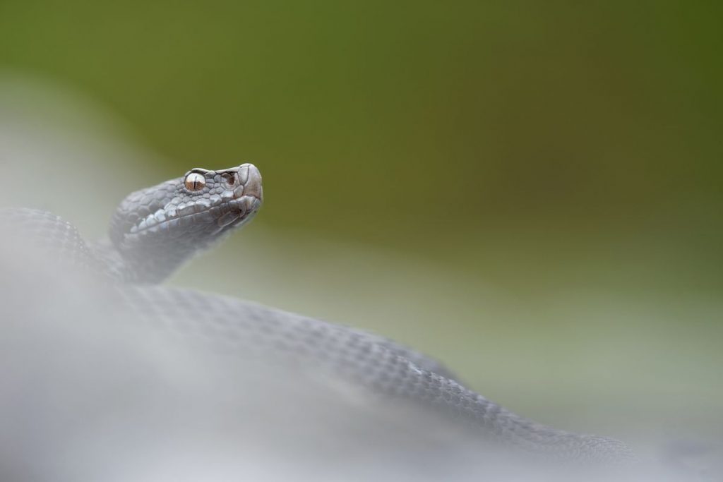 Vipera aspis mélanique