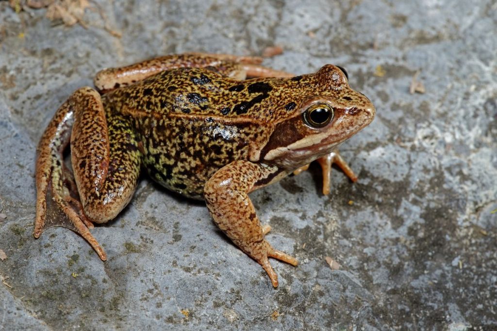 Rana temporaria canigonensis