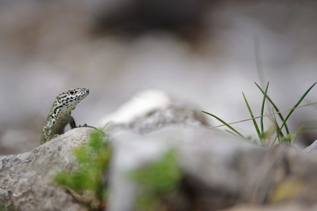 Lézard catalan, Podarcis liolepis, Pyrénées-Atlantiques