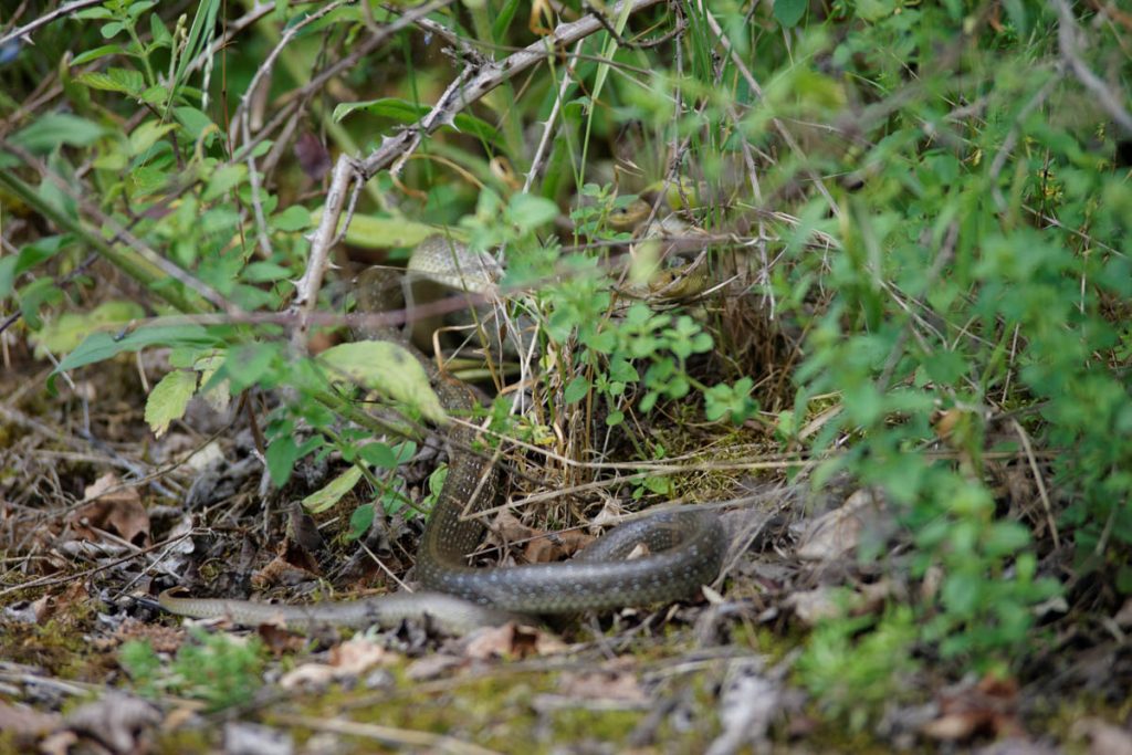 Combat de deux mâles de Zamenis longissimus