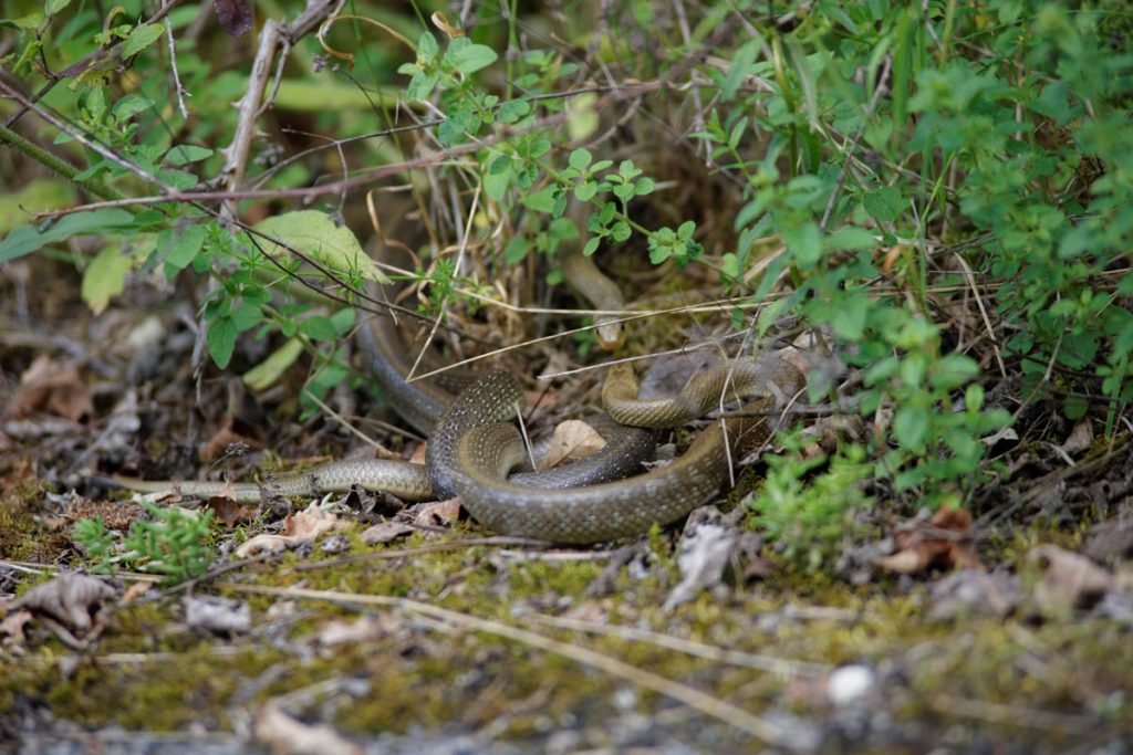 Combat de mâle de Couleuvre d'Esculape