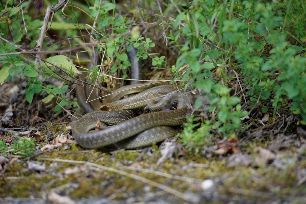 Fight of two males of Aesculapian Snake