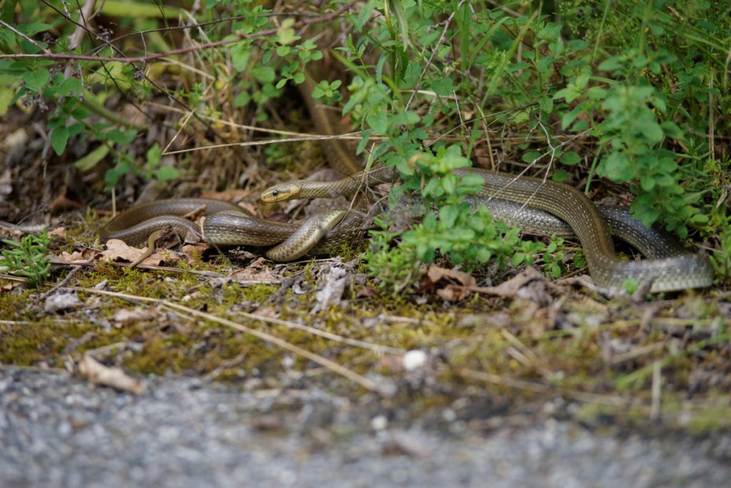 Fight of two males of Zamenis longissimus