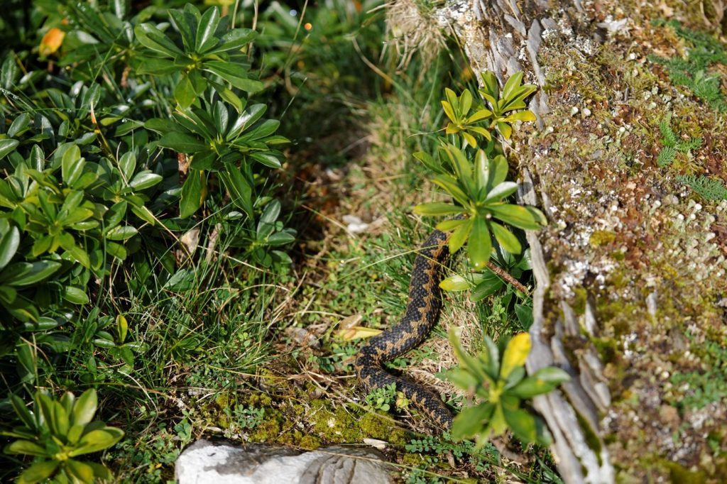 Vipera aspis zinnikeri