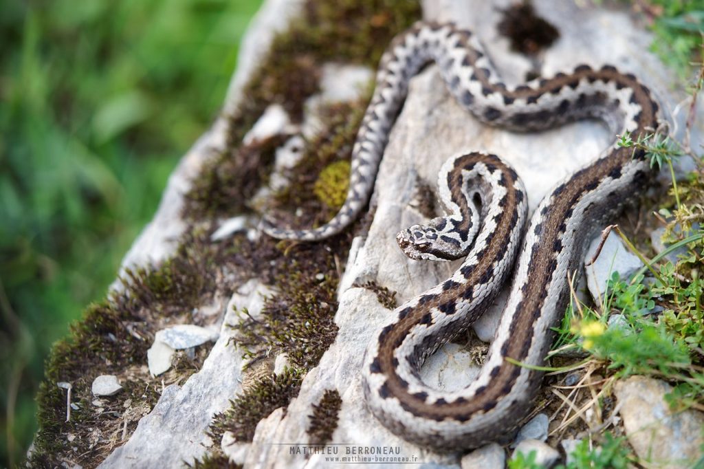 Vipera aspis zinnikeri