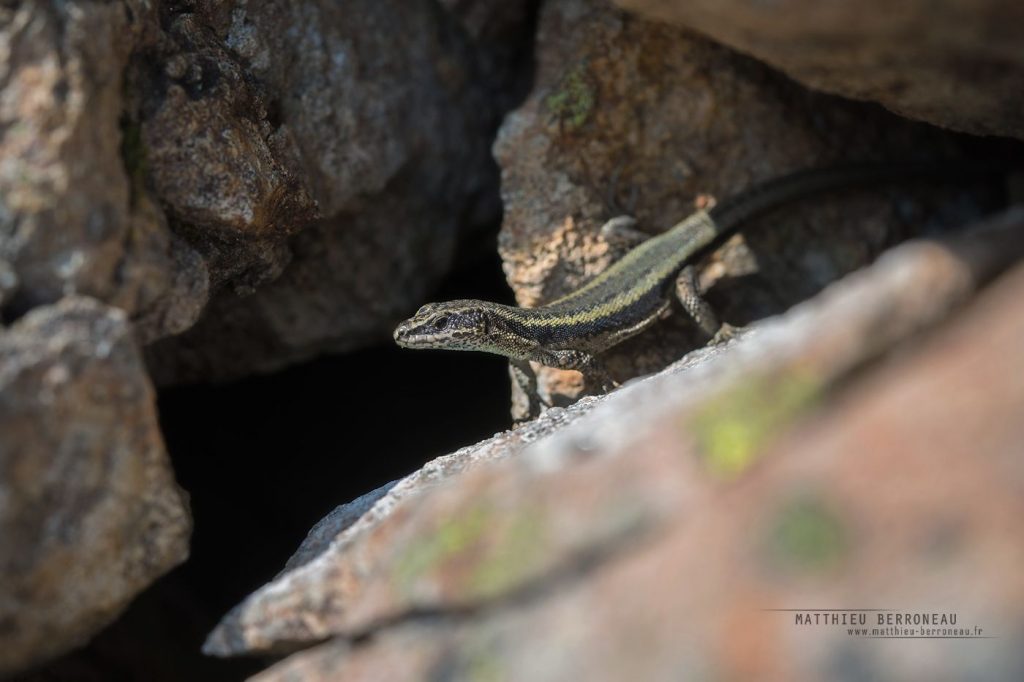 Iberolacerta bonnali