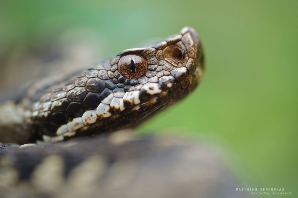 Gros plan de Vipera aspis zinnikeri