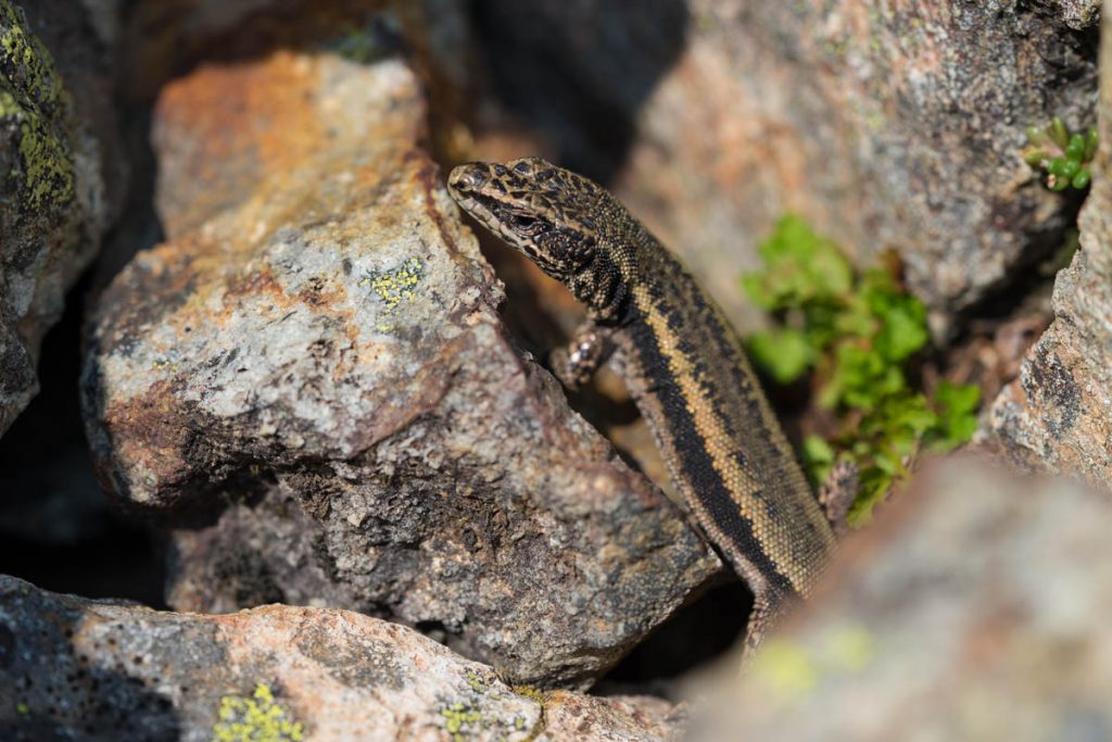 Iberolacerta bonnali