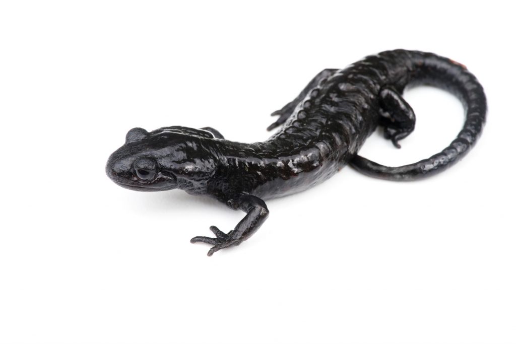 Salamandre noire sur fond blanc