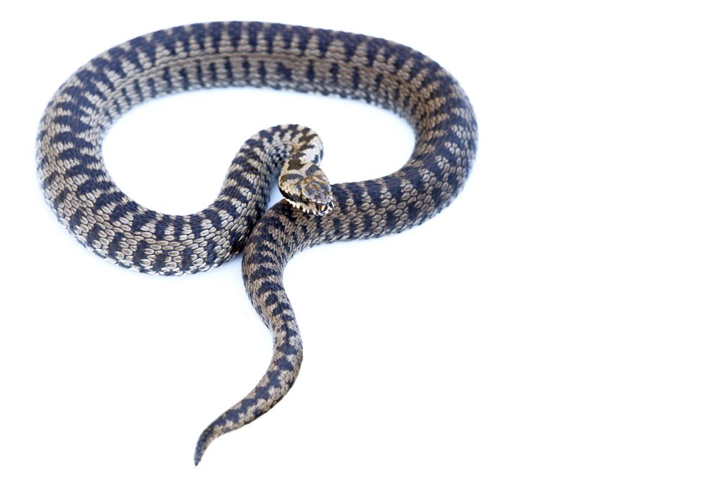 Vipera walseri sur fond blanc