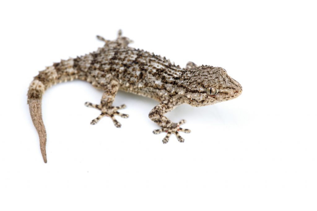 Tarentola mauritanica sur fond blanc