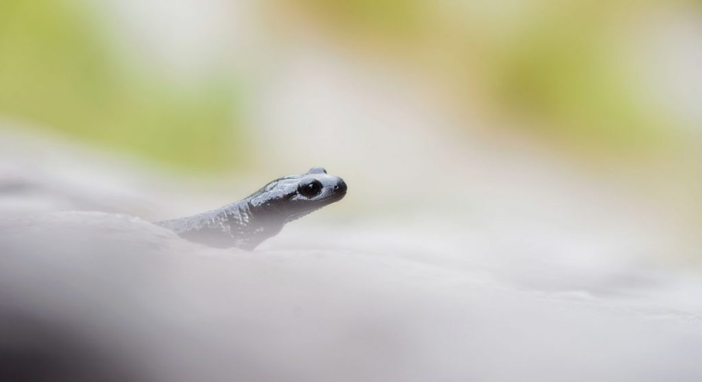 Salamandra atra