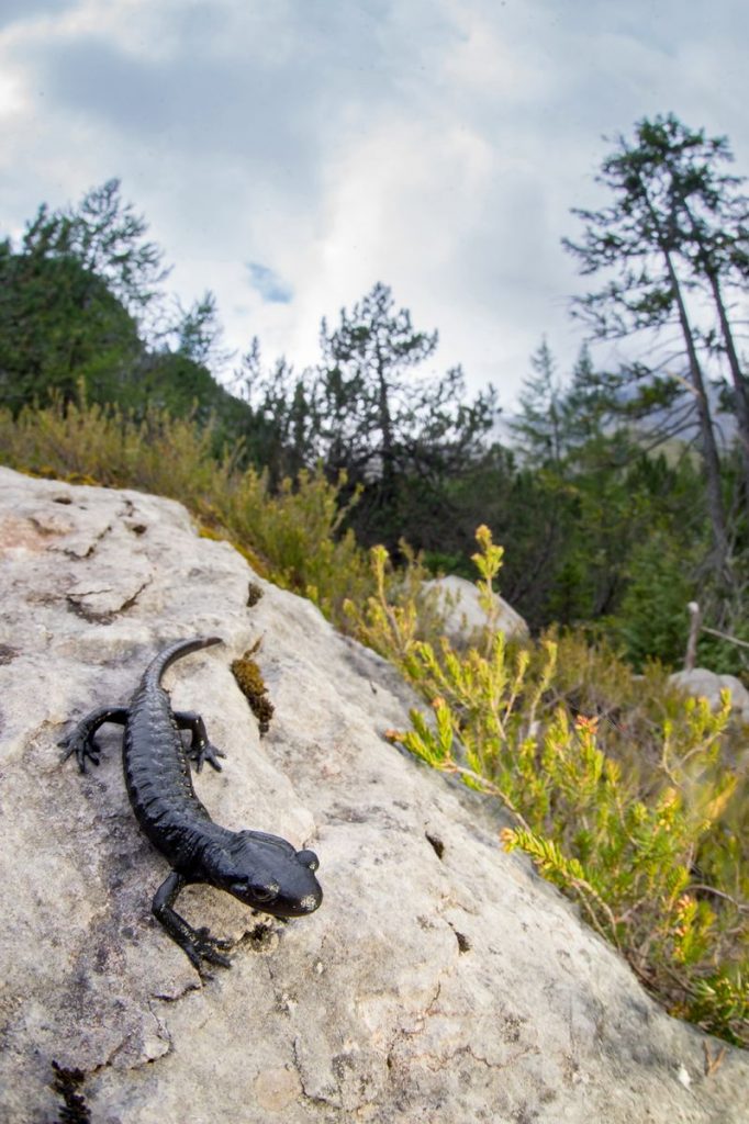 Salamandre noire dans son habitat