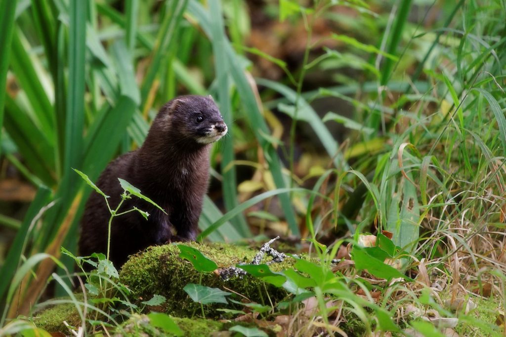 Vison d'Europe Mustela lutreola