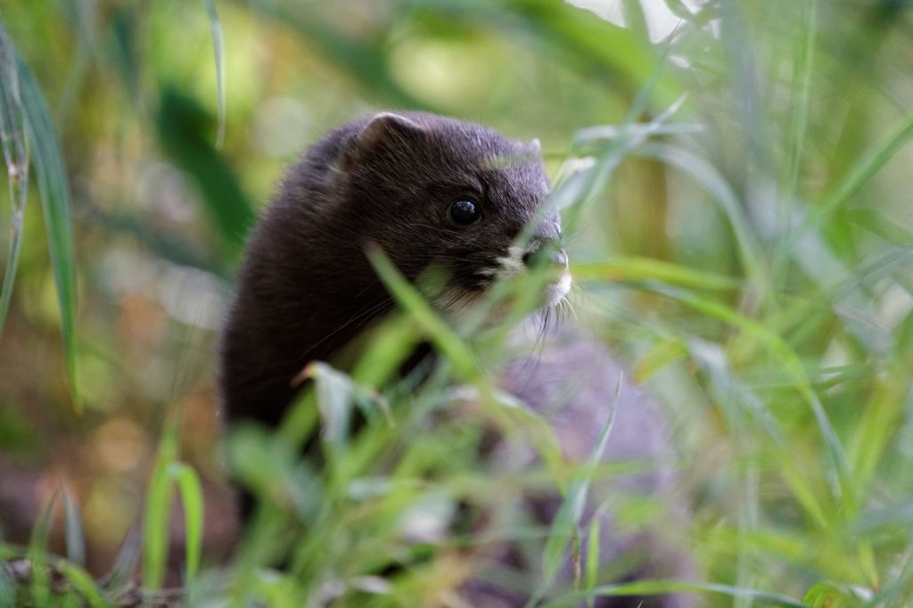 Vison d'Europe Mustela lutreola