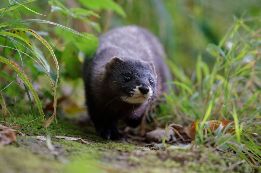 Vison d'Europe Mustela lutreola