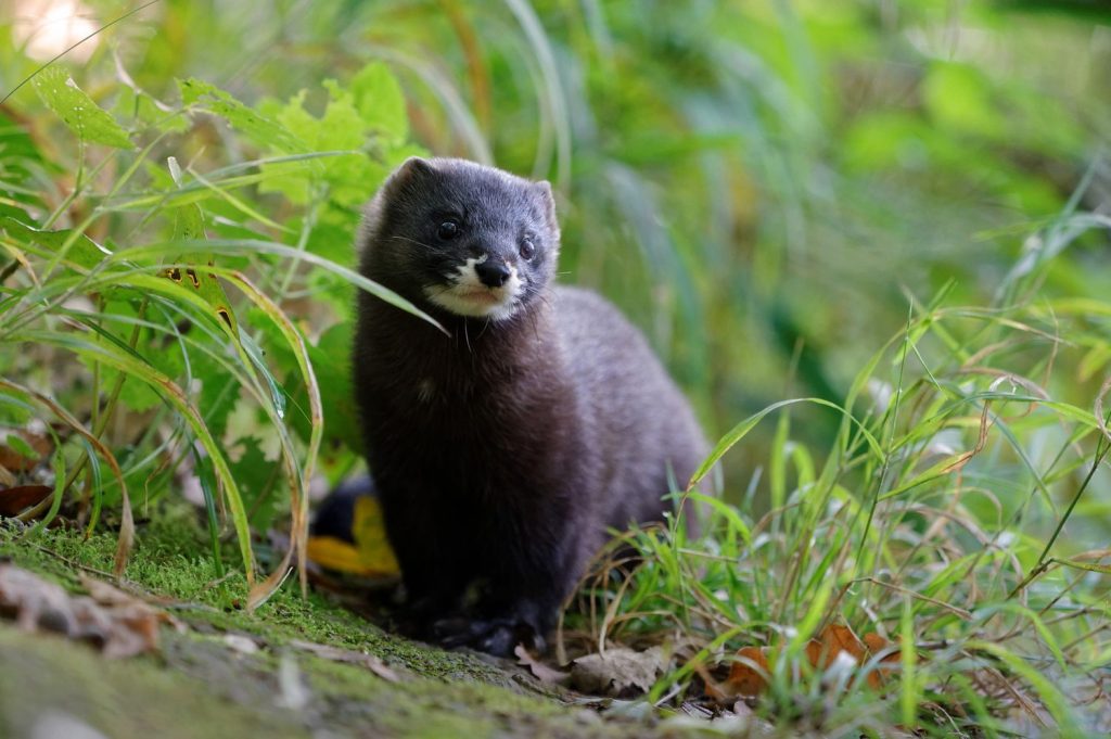 Vison d'Europe Mustela lutreola