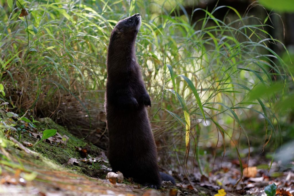 Vison d'Europe Mustela lutreola