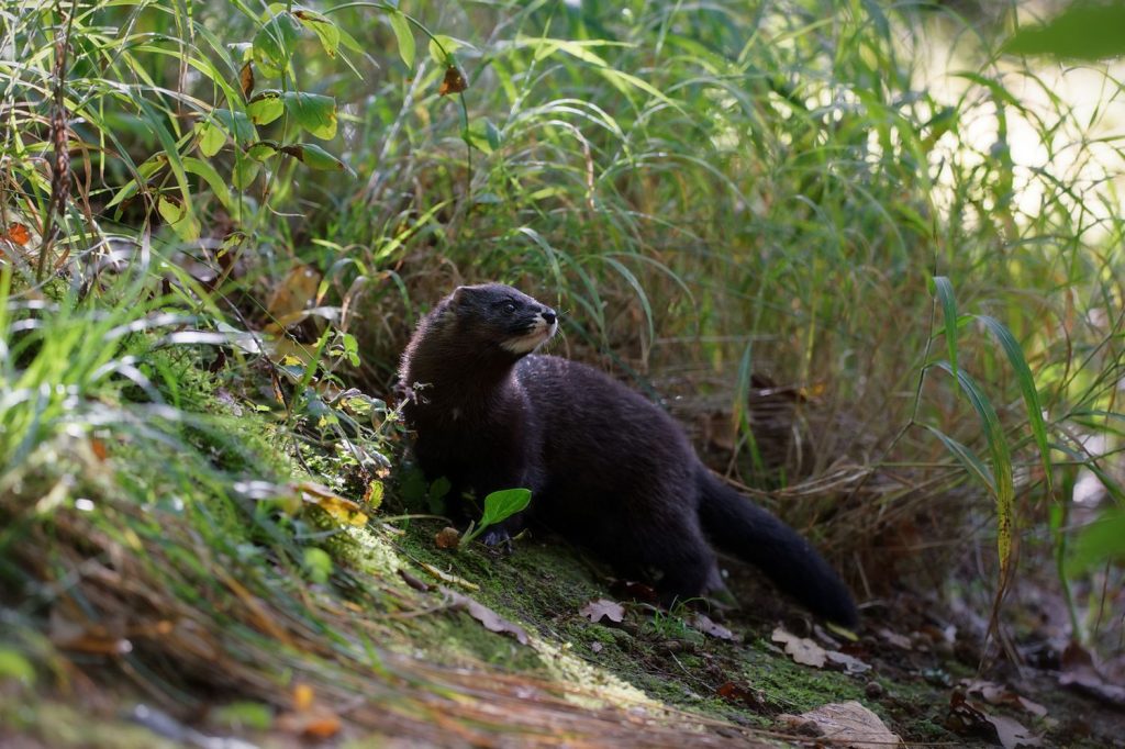 Vison d'Europe Mustela lutreola